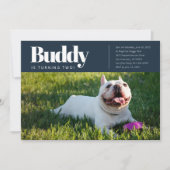 Moderne Aangepaste Puppy Hond Foto Verjaardag Uitn Kaart (Voorkant)