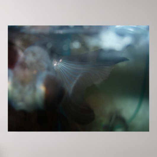 Moderne artistieke vis poster (Voorkant)