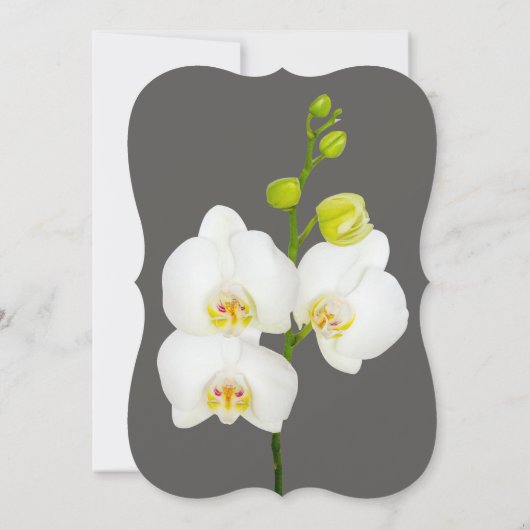 Moderne bloemenbruiloft | Witte orchideeënbloemen Kaart (Achterkant)