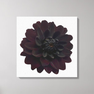 Moderne bloemige zwarte Dahlia bloem Canvas Afdruk