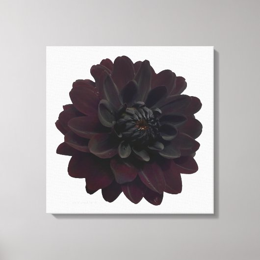 Moderne bloemige zwarte Dahlia bloem Canvas Afdruk (Voorkant)