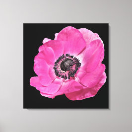 Moderne Bloemrijke Felroze Klaproos Zwart Canvas Afdruk