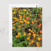 Moderne  Botanische Tuin Post kaart (Voorkant / Achterkant)