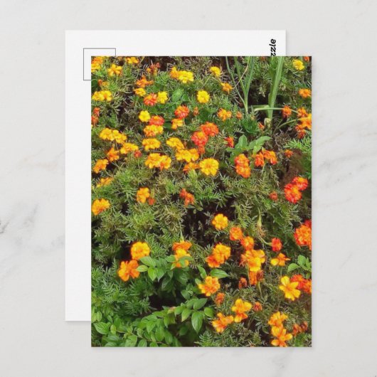 Moderne  Botanische Tuin Post kaart (Voorkant / Achterkant)