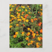 Moderne  Botanische Tuin Post kaart (Voorkant)