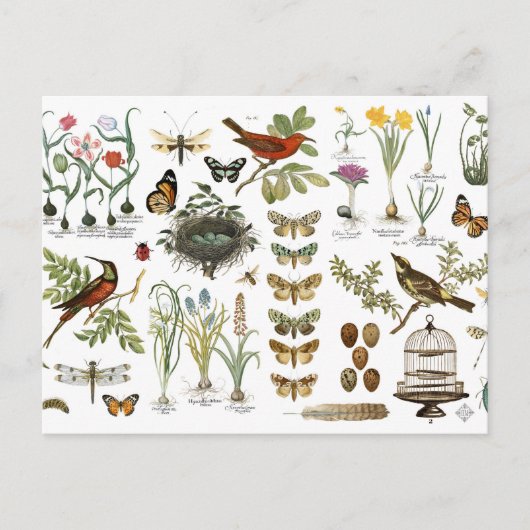 moderne  botanische vogels en bloemen briefkaart (Voorkant)