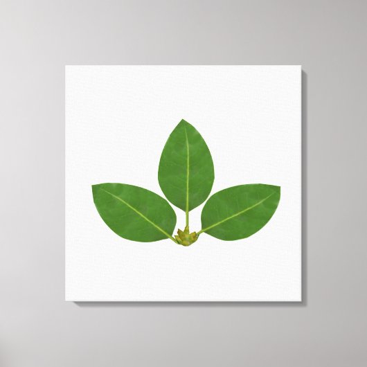 Moderne Drie Laurierbladeren Canvas Afdruk (Voorkant)