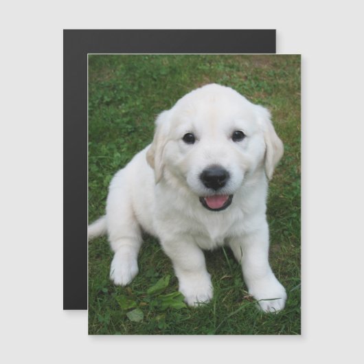 Moderne Eenvoudige Aangepaste Huisdier Foto Koelka (Voorkant / Achterkant)