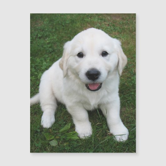 Moderne Eenvoudige Aangepaste Huisdier Foto Koelka (Voorkant)