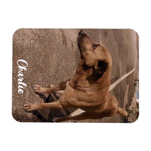 Moderne eenvoudige huisdier foto magneet (Horizontaal)