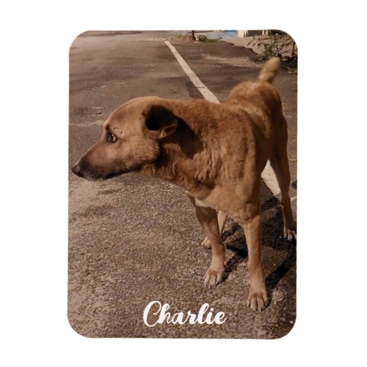 Moderne eenvoudige huisdier foto magneet (Verticaal)