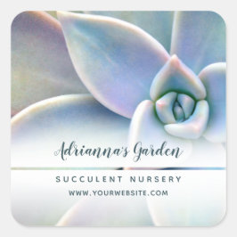 Moderne Eenvoudige Succulente Kwekerij Foto Vierkante Sticker