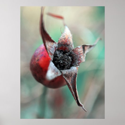 Moderne elegante Abstracte Roos hip macro Poster (Voorkant)