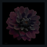 Moderne Floral Pop Art Black Dahlia Flower on Blac Poster<br><div class="desc">De mooiste diepste velvet paarse zwarte dahlia-bloem op deze coole en moderne bloemen kunstfoto van Paul Stickland. Een gothische bloem op een zwarte pop art-vierkant achtergrond. Ik hou wel van dahlias en kweek veel in onze tuin. Er is iets heel speciaals aan de intense kleuren van de bloemen van de...</div>
