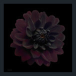 Moderne Floral Pop Art Black Dahlia Flower on Blac Poster<br><div class="desc">De mooiste diepste velvet paarse zwarte dahlia-bloem op deze coole en moderne bloemen kunstfoto van Paul Stickland. Een gothische bloem op een zwarte pop art-vierkant achtergrond. Ik hou wel van dahlias en kweek veel in onze tuin. Er is iets heel speciaals aan de intense kleuren van de bloemen van de...</div>