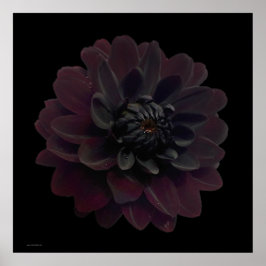 Moderne Floral Pop Art Black Dahlia Flower on Blac Poster