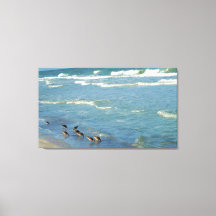 Moderne Florida Shorebirds Ocean Foto