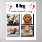 Moderne foto van 4 honden - gepersonaliseerd colla poster (Voorkant)