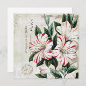 moderne  franse amarylis (Voorkant / Achterkant)