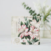 moderne  franse amarylis (Staand voorkant)