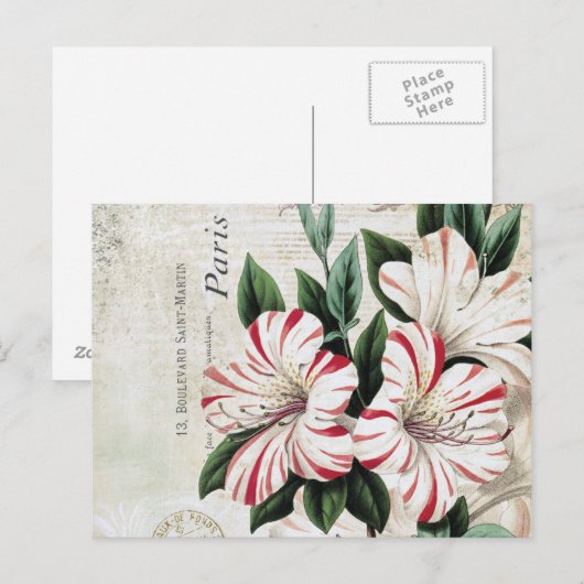 moderne franse amarylis briefkaart (Voorkant / Achterkant)