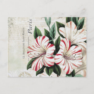 moderne franse amarylis briefkaart