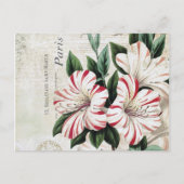 moderne franse amarylis briefkaart (Voorkant)