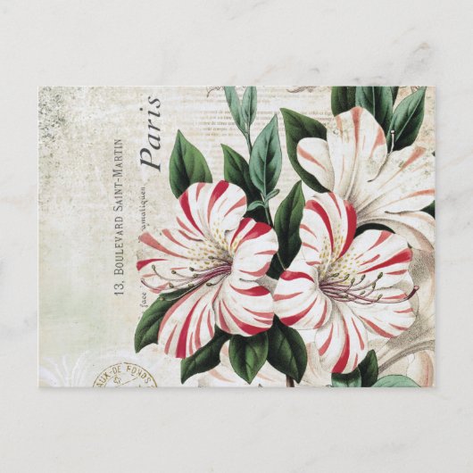 moderne franse amarylis briefkaart (Voorkant)