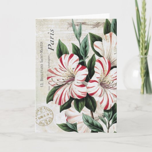 moderne franse amarylis feestdagen kaart (Voorkant)