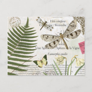 moderne  franse libellen briefkaart