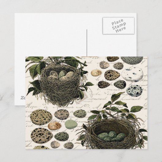 Moderne  Franse vogelnesten en eitjes Briefkaart (Voorkant / Achterkant)
