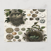 Moderne  Franse vogelnesten en eitjes Briefkaart (Voorkant)