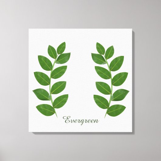 Moderne Groene e Bay-bladeren Canvas Afdruk (Voorkant)