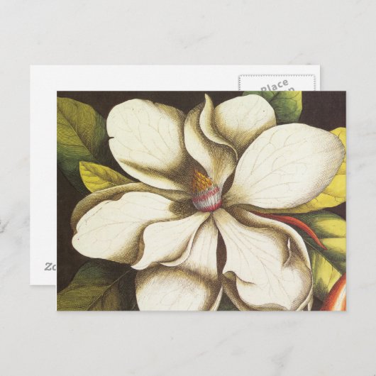 moderne  magnolia briefkaart (Voorkant / Achterkant)