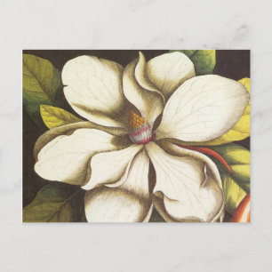 moderne  magnolia briefkaart