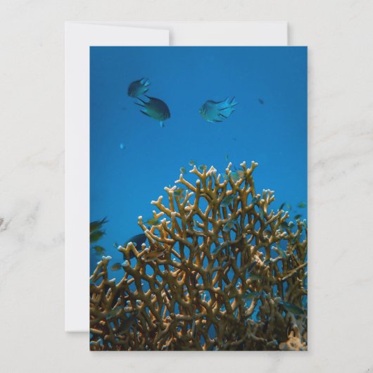 Moderne marinevlek onderwater Zee visrif bruiloft Save The Date (Achterkant)