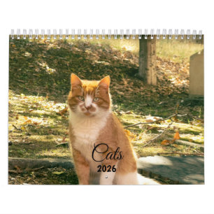 Moderne Mooie Grappige Huisdier Kitten Kat Foto's  Kalender
