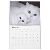 Moderne Moppige Grappige Huisdierkat Foto's Kalender (Mar 2027)
