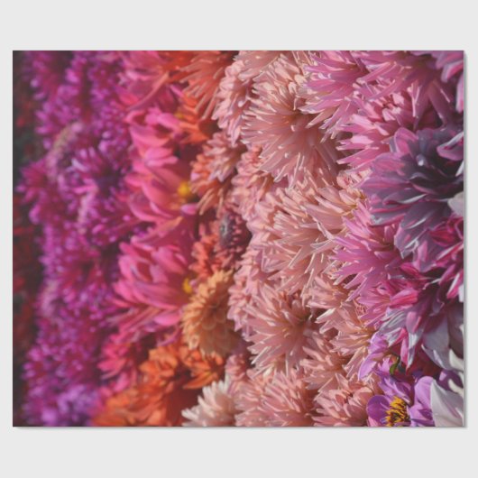 Moderne regenboogroze Oranje Paarse Dahlia Flower Cadeaupapier (Vlak)