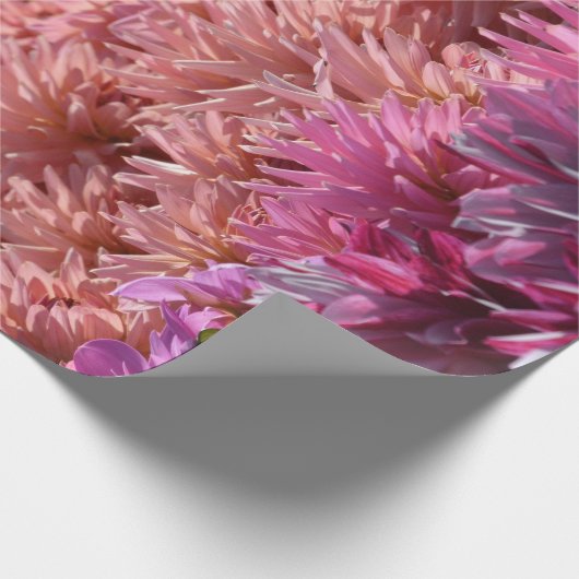 Moderne regenboogroze Oranje Paarse Dahlia Flower Cadeaupapier (Hoek)