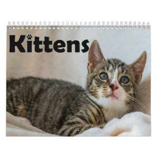 Moderne Schattigee Pet Kitten Kattenfoto's Jaarlij Kalender