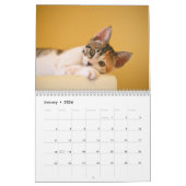 Moderne Schattigee Pet Kitten Kattenfoto's Jaarlij Kalender (Jan 2026)