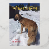 Moderne script Single Dog Photo Folie Kerstmis Kaa Folie Feestdagenkaart (Voorkant)