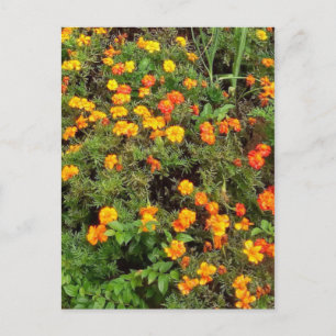 Moderne Vintage Botanische Tuin Postkaart