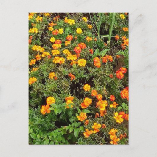 Moderne Vintage Botanische Tuin Postkaart (Voorkant)