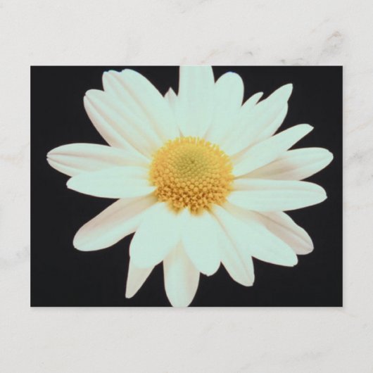 moderne webprofielkaart voor daisy informatiekaartje (Achterkant)