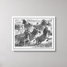 Moderne Zebra voor zwarte en witte fotografie