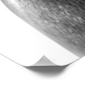 Moderne Zee leeuw Portret zwart wit Poster (Hoek)