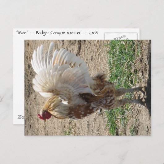 "Moe" Briefkaart (Voorkant / Achterkant)