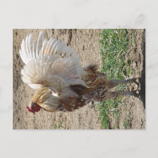 "Moe" Briefkaart (Voorkant)